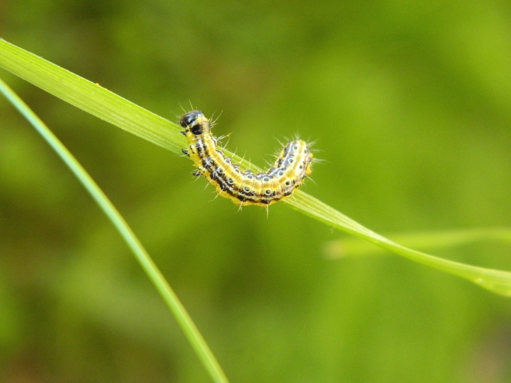 larva di Cydalima perspectalis? Sì